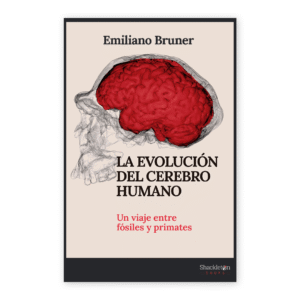 La evolución del cerebro humano